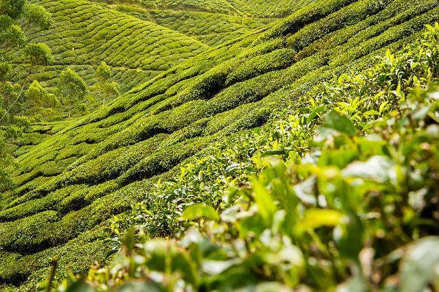 遠方茶園