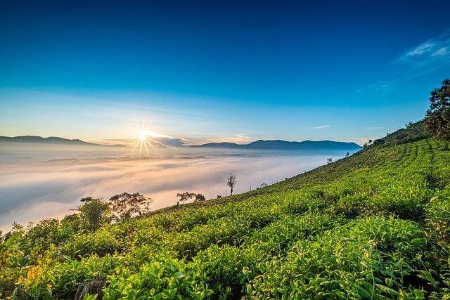 心在茶園-夢在遠方